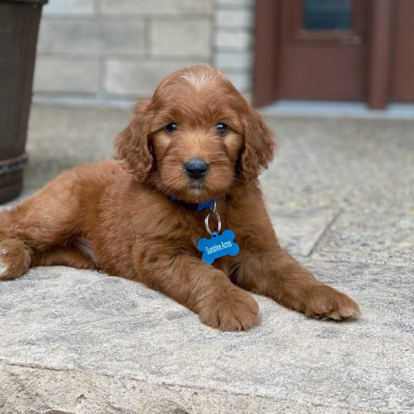 Buddy