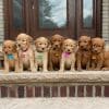 Irish Goldendoodle Puppy