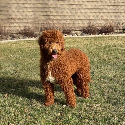 Poodle Adult