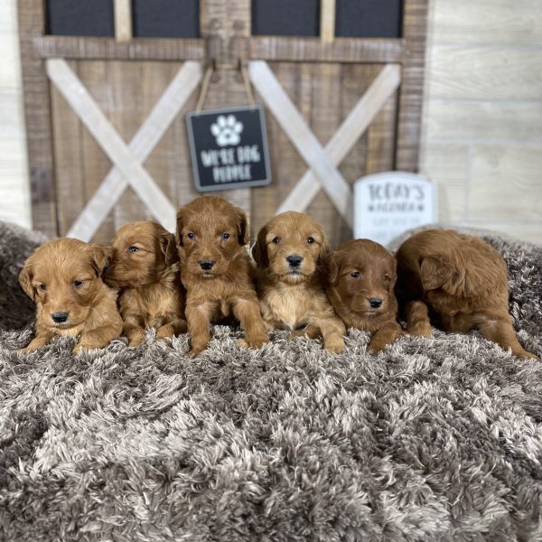 Roxie’s Puppies – Group Photos