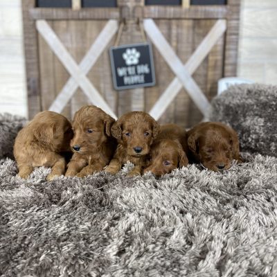 Willow’s Litter Coming Soon
