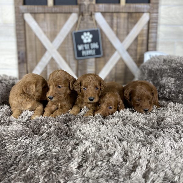 Willow’s Litter Coming Soon