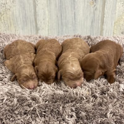 Queen’s Puppies – Group Photos