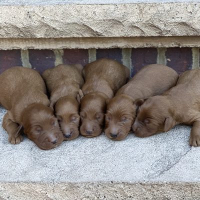 Bella’s Puppies – Group Photo’s