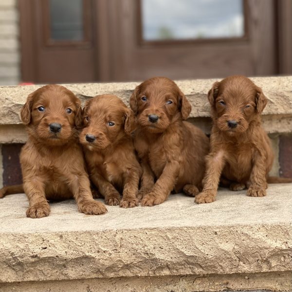 Lucky’s Puppies – Group Photos