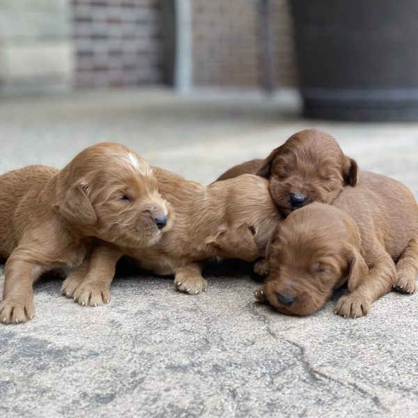 Trixie’s Puppies – Group Photos