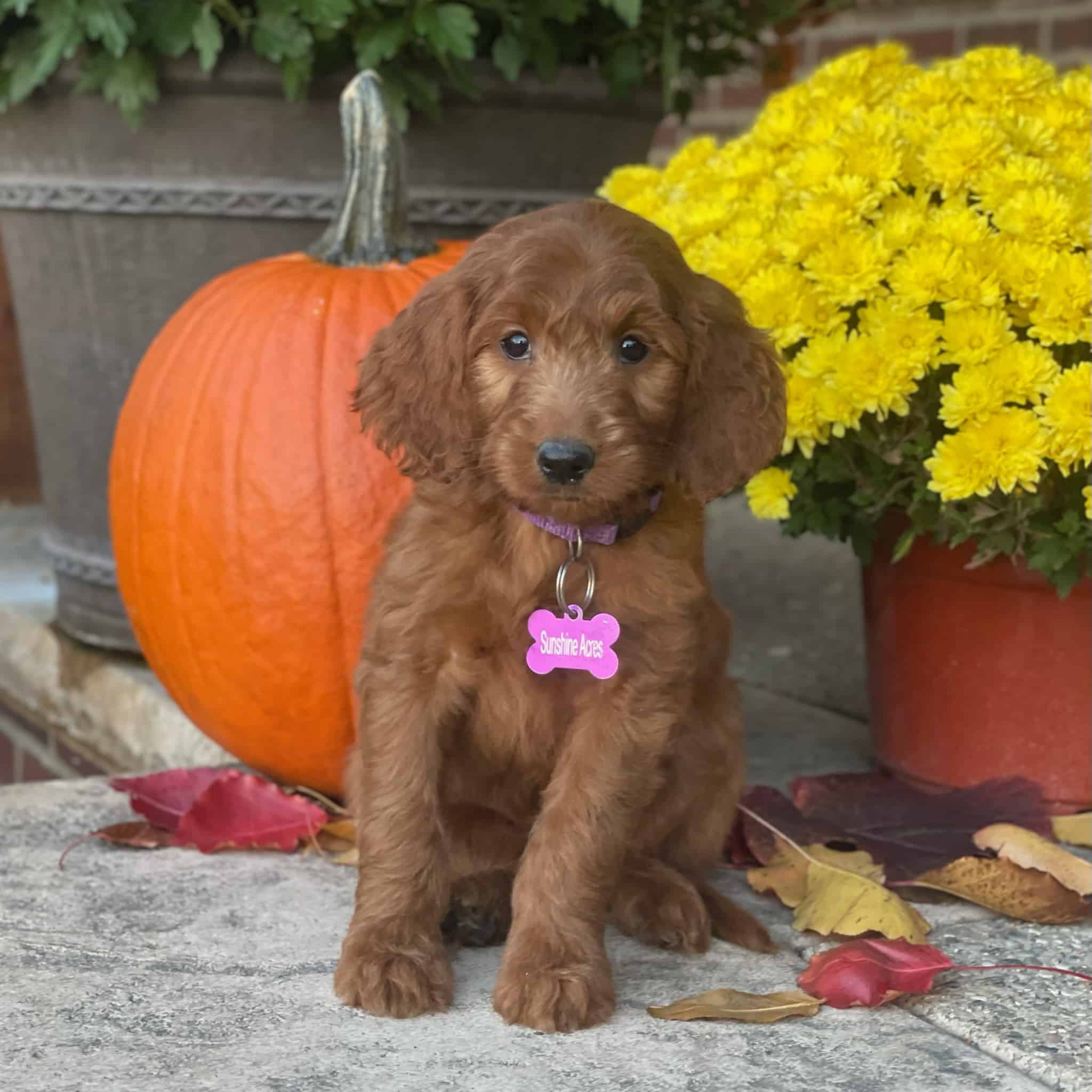 Haven Sunshine Acres