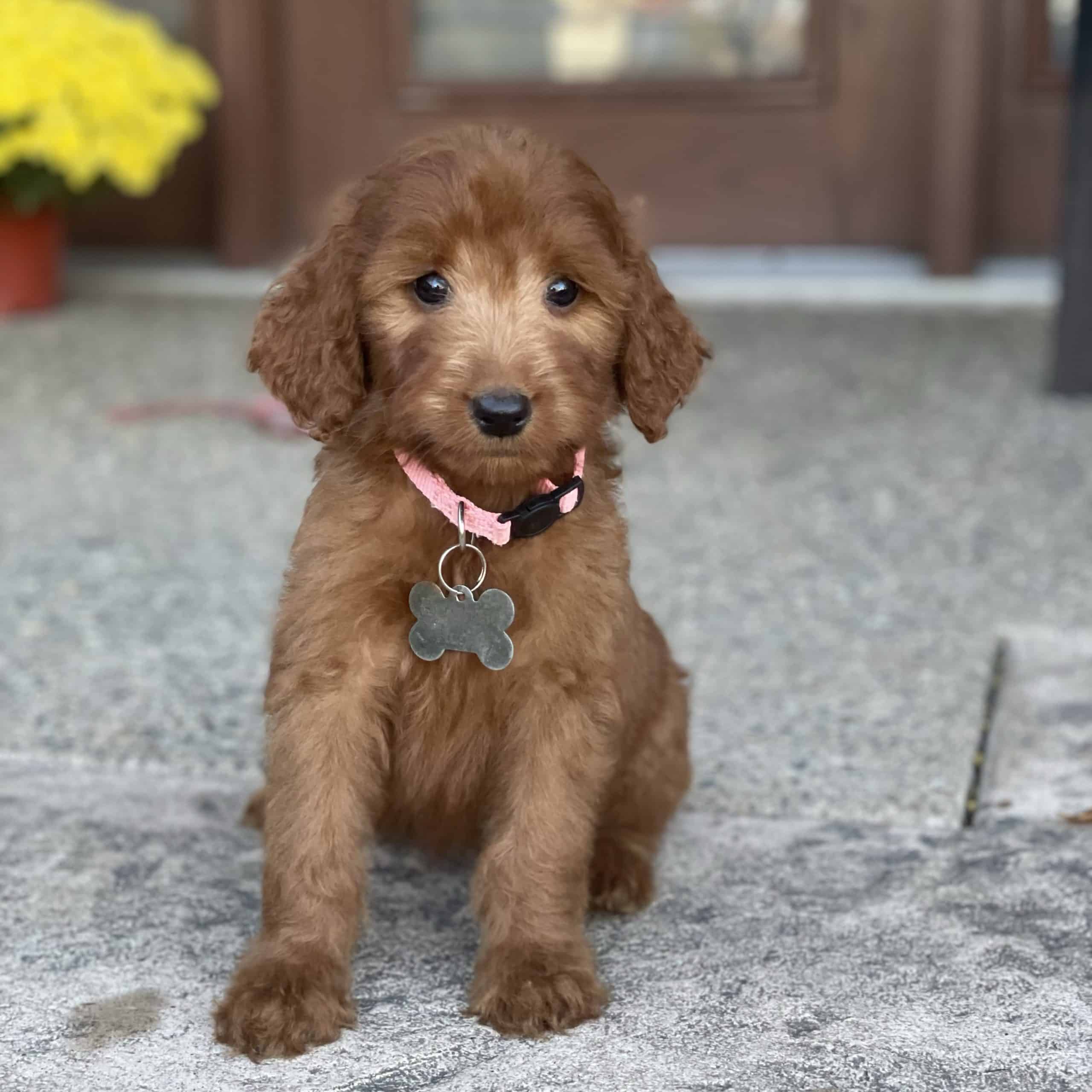 Sunshine Acres Goldendoodles Tayla Available Irish Goldendoodle Puppy