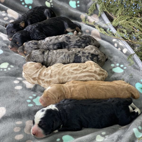 Cally’s Puppies – Litter Photos