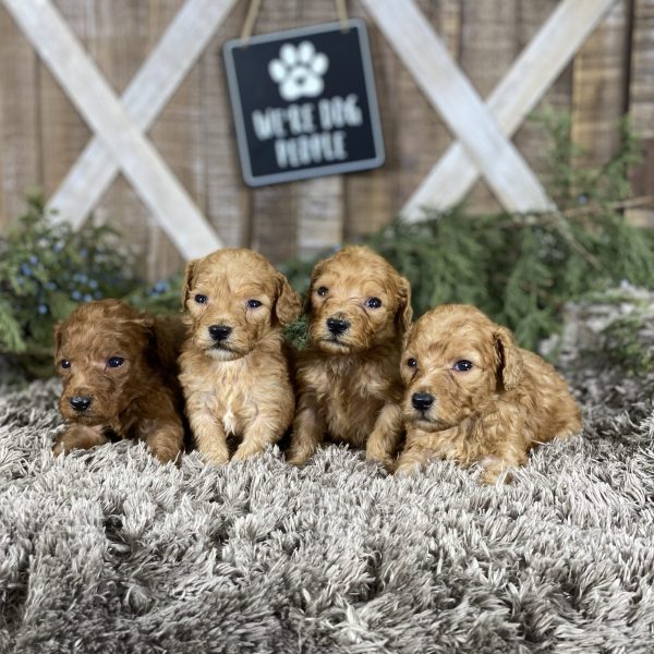 Breeze’s Puppies – Group Photos