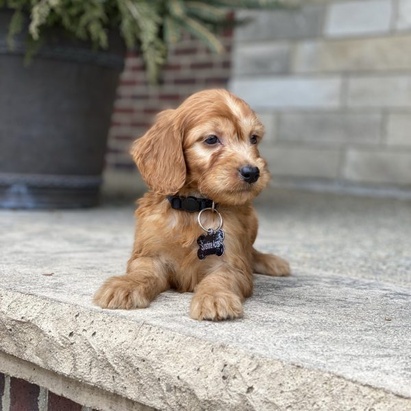 Asher – Available