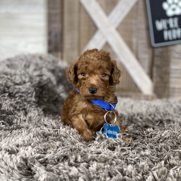 Louie