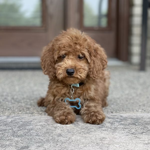 Penny – Available