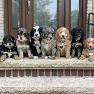 Bernedoodle puppies for sale