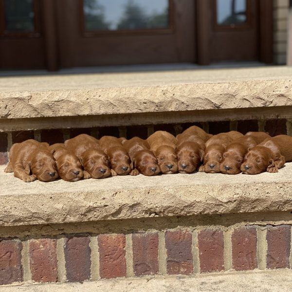 Lucky’s Puppies – Litter Photos
