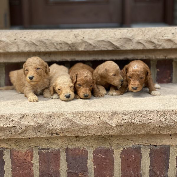 Zestar’s Puppies – Litter Photos