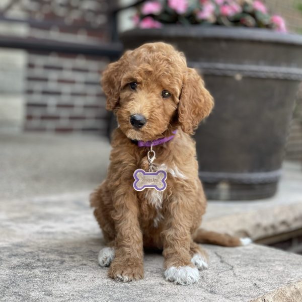 Belle
