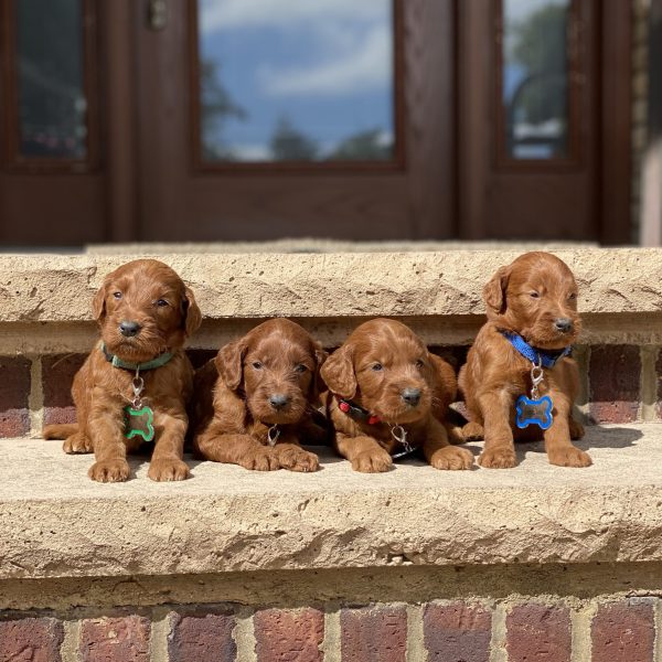 Annie’s Puppies – Litter Photos