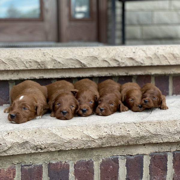 Bella’s Puppies – Litter Photos