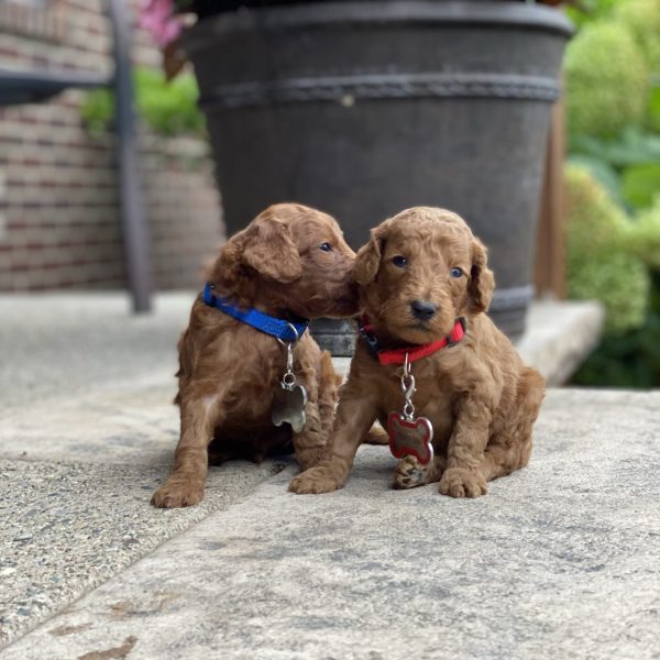 Gala’s Puppies – Litter Photos