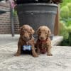 Moyen Poodle Puppies for sale