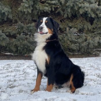 Bernese Mountain Dog Adult, Bernedoodle puppies for sale