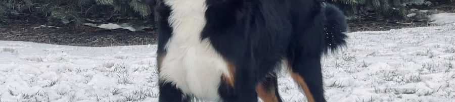 Bernese Mountain Dog Adult, Bernedoodle puppies for sale