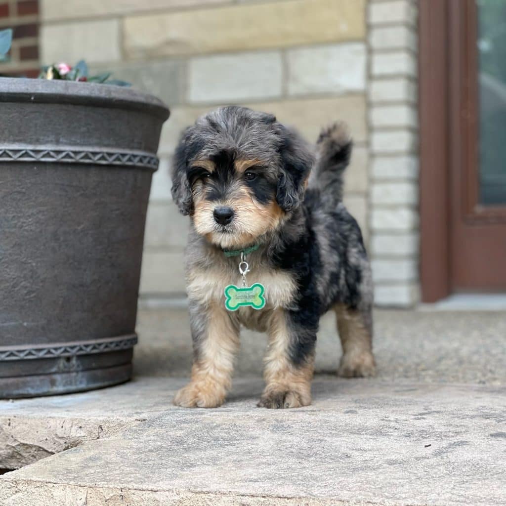 Merle Tri-Color Bernedoodle Puppy from Sunshine Acres