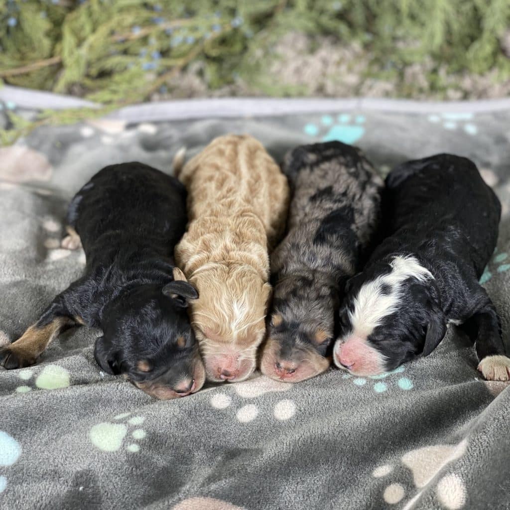 Bernedoodle Puppies for Sale from Sunshine Acres
