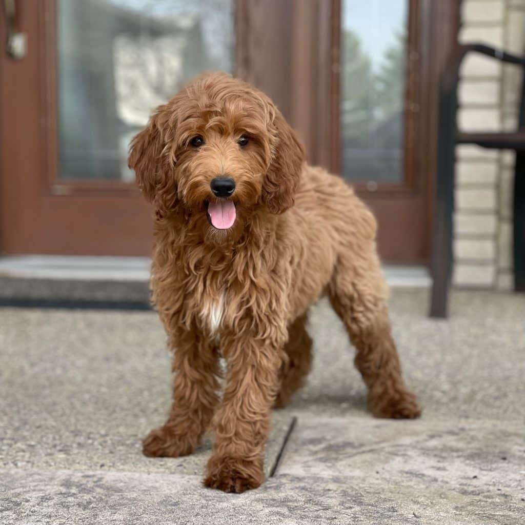 Premium Goldendoodle, Moyen Poodle and Bernedoodle Breeder in Indiana