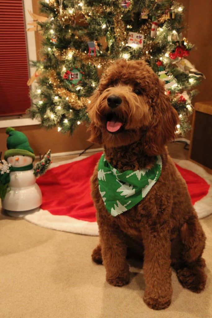 Sunshine Acre's Irish Goldendoodle Gallery of goldendoodle puppy for christmas