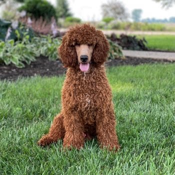 Sunshine Acres Moyen poodle with clipped face