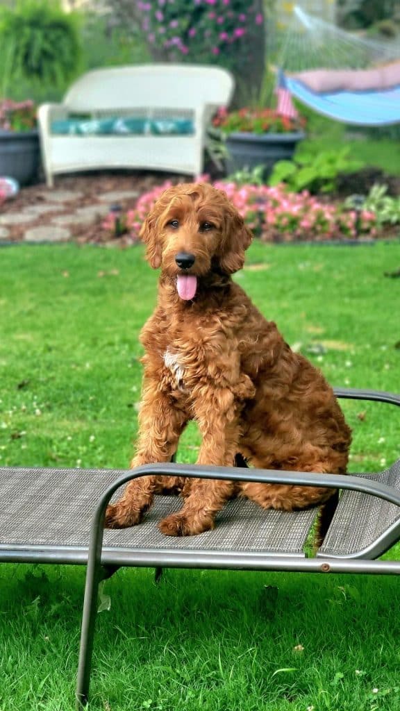 Sunshine Acre's Irish Goldendoodle Gallery of red Goldendoodle with wavy coat