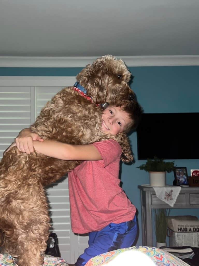 Sunshine Acre's Irish Goldendoodle Gallery of adult Goldendoodle with happy owner