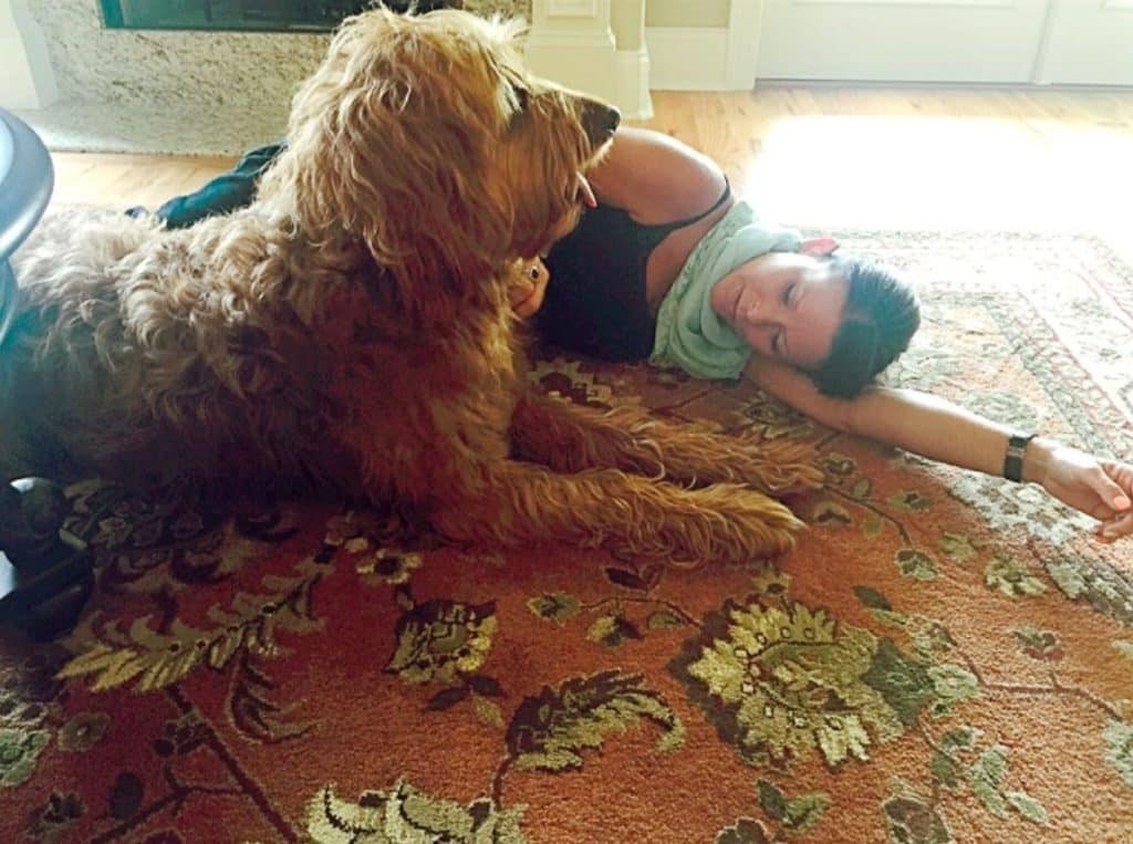 Sunshine Acre's Irish Goldendoodle Gallery of adult Goldendoodle with happy owner