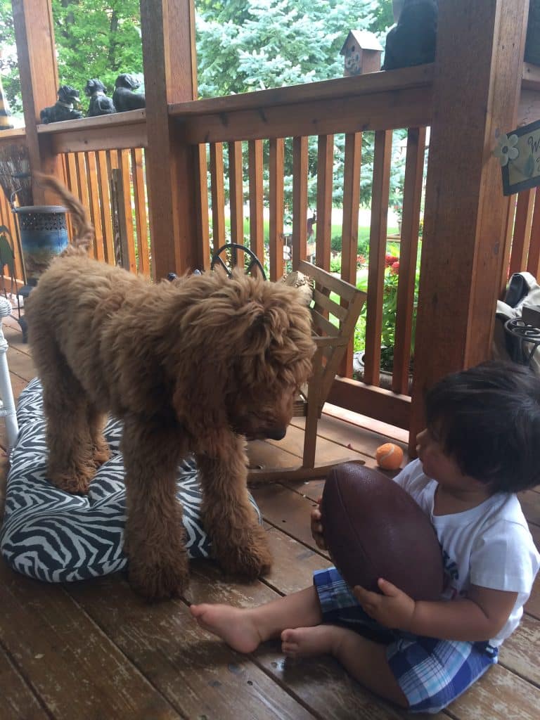 Sunshine Acre's Irish Goldendoodle Gallery of adult Goldendoodle with child