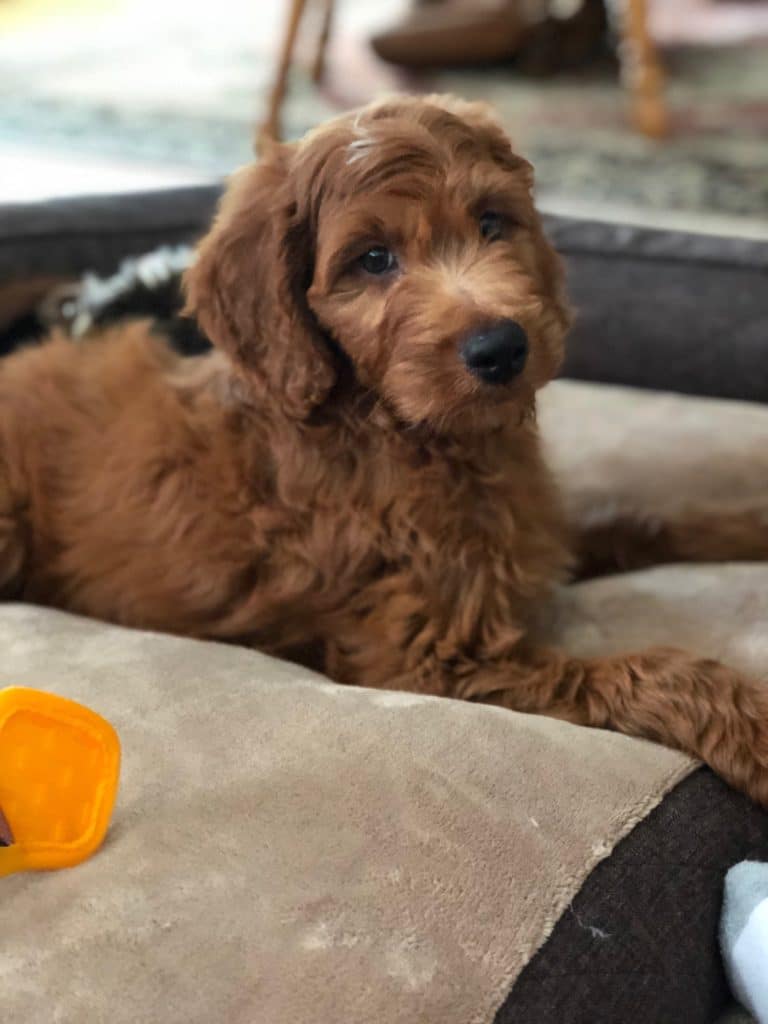 Sunshine Acre's Irish Goldendoodle Gallery of Goldendoodle puppy