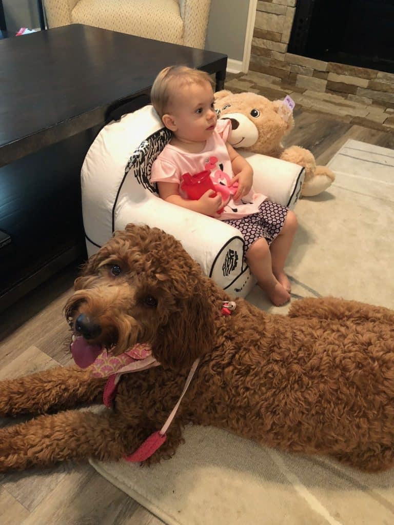 Sunshine Acre's Irish Goldendoodle Gallery of adult Goldendoodle with young child