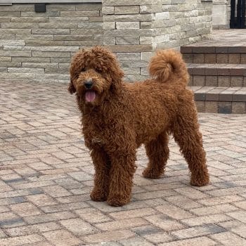 Sunshine Acres red Moyen Poodle adult Gallery
