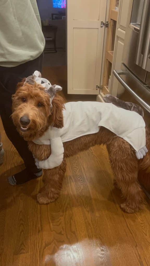 Sunshine Acre's Irish Goldendoodle Gallery of adult Goldendoodle with costume