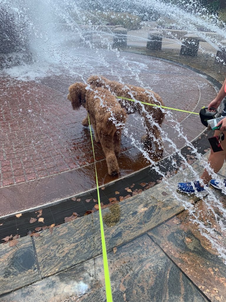 Sunshine Acre's Irish Goldendoodle Gallery of adult Goldendoodle in the fountain at Purdue