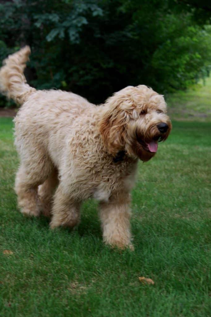 Sunshine Acre's Goldendoodle Gallery of apricot Goldendoodle