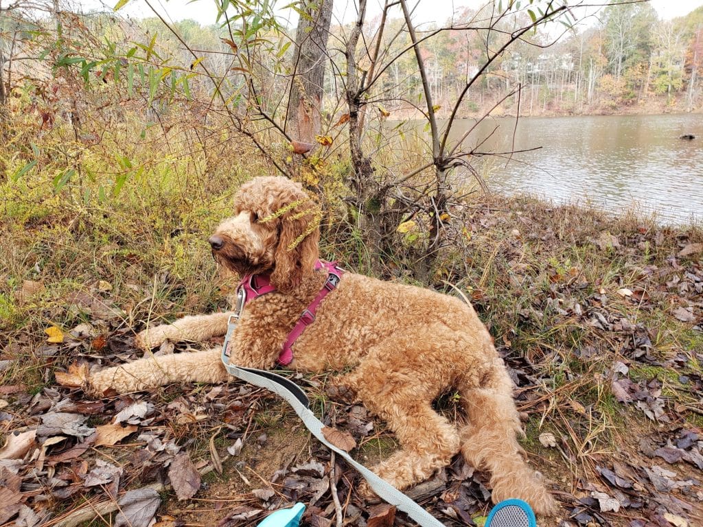 Sunshine Acre's Goldendoodle Gallery of adult Goldendoodle