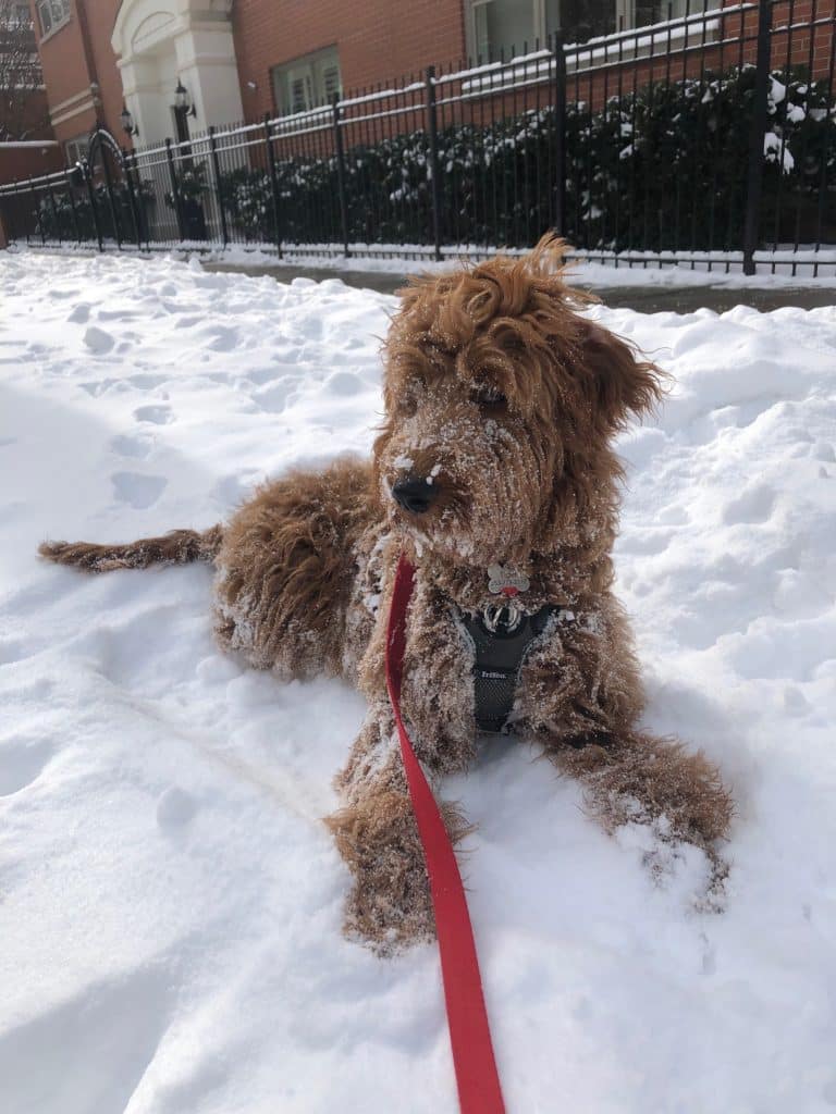 Sunshine Acre's Customer Photo of Irish Goldendoodle playing in snow