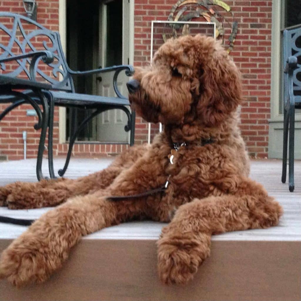 Sunshine Acre's Irish Goldendoodle Gallery of red Goldendoodle