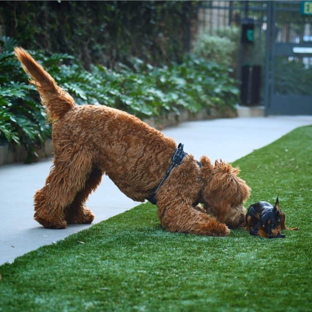 Sunshine Acre's Irish Goldendoodle Gallery of Goldendoodle playing