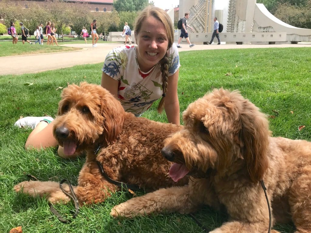 Sunshine Acre's Irish Goldendoodle Gallery of Goldendoodle. At Purdue University with owner