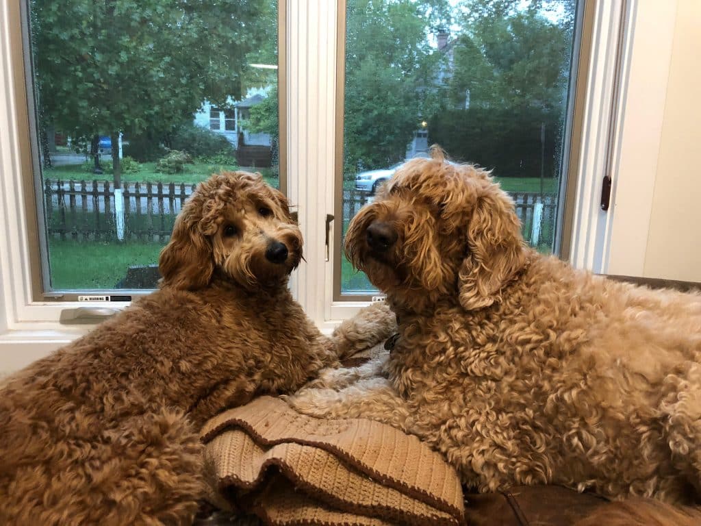 Sunshine Acre's Irish Goldendoodle Gallery of curly Goldendoodles