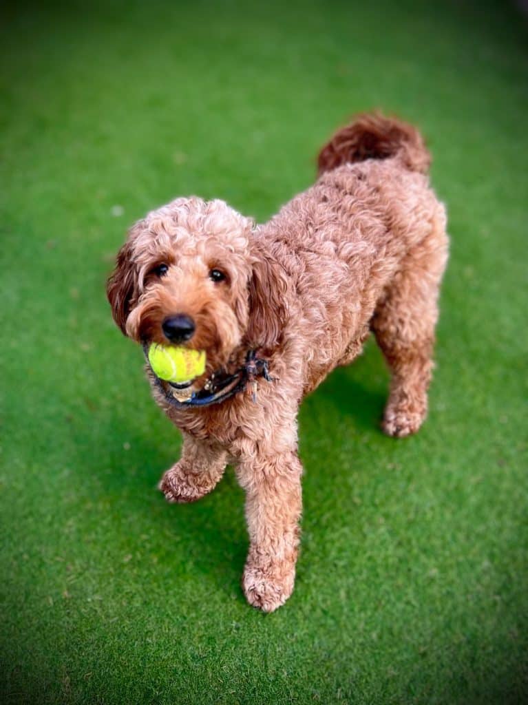 Sunshine Acre's Irish Goldendoodle Gallery of adult Goldendoodle playing