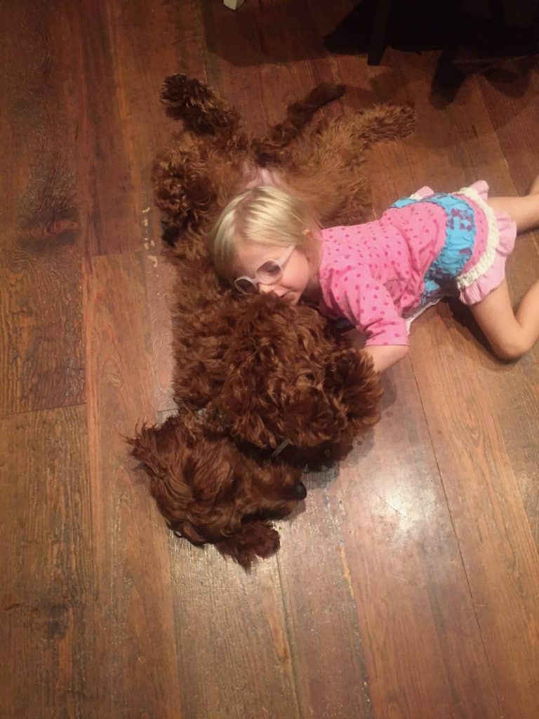 Sunshine Acre's Irish Goldendoodle Gallery of adult Goldendoodle with child